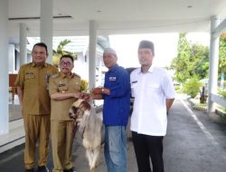 Alimuddin Tunaikan Nazar, Serahkan Seekor Kambing Jantan kepada Bupati AST