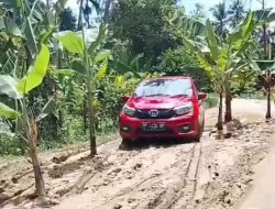 Viral di Media Sosial: Warga Tanam Pohon Pisang di Tengah Jalan Rusak di Dusun Tabone