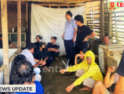 Polres Polman Grebek Laga Ayam Bangkok di BTN Yosi, 12 Orang Diciduk, Rp16 Juta Disita