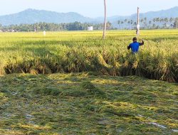 Cuaca Ekstrem, Padi Siap Panen Terendam